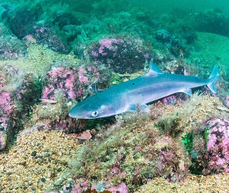 Dornhai auf Meerespflanzen klein (c) AdobeStock
