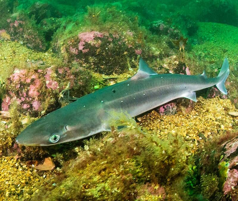 Dornhai auf Meerespflanzen (c) AdobeStock