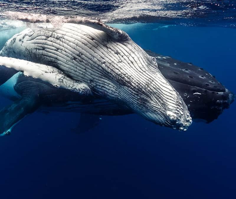 Buckelwal Paar (c) Ashley Morgan