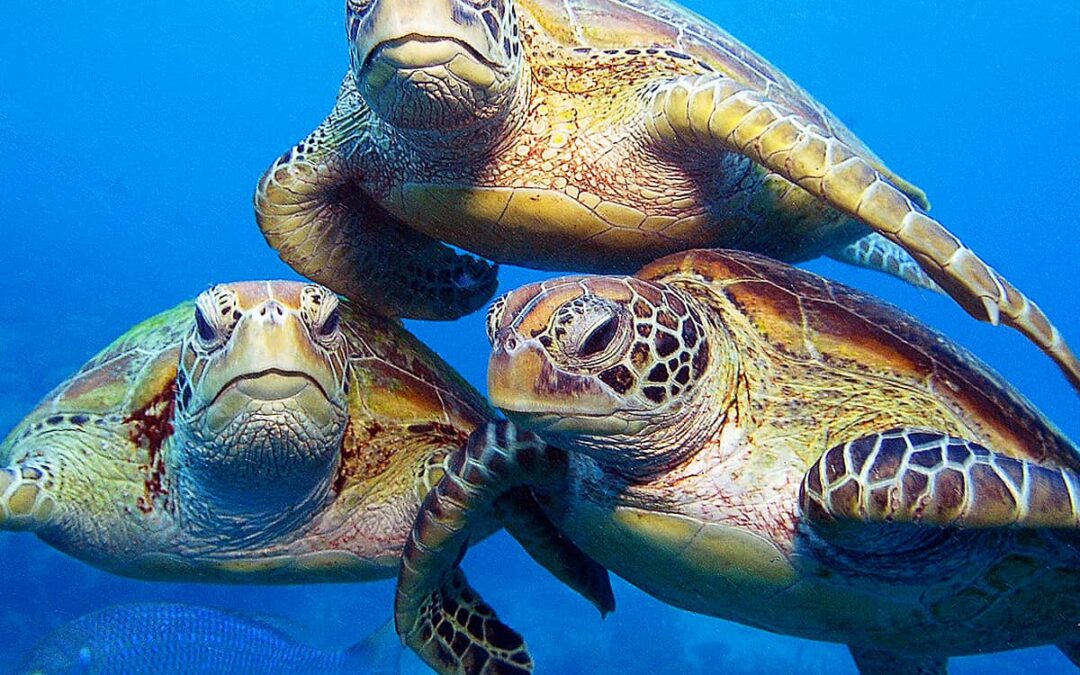 Meeresschildkröte Trio (c) Troy Mayne