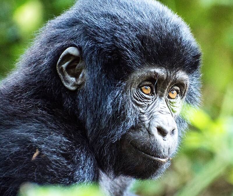 Gorilla Jungtier closeup (c) Ramon Sanchez Orense