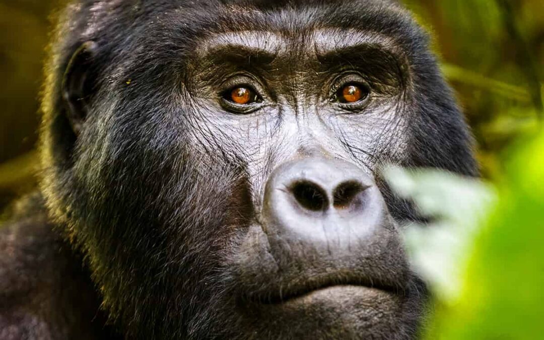 Gorilla Uganda closeup (c) Ashley Morgan