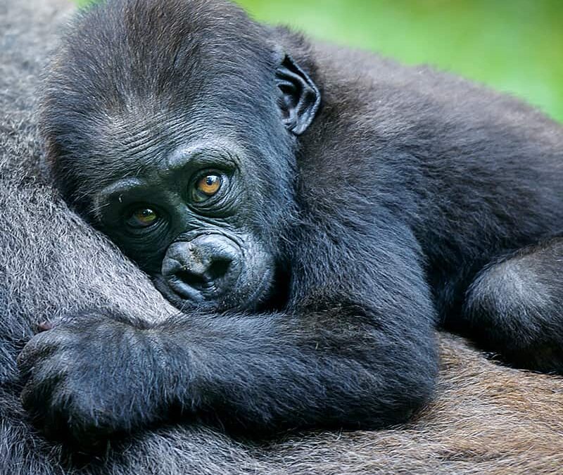 Gorilla Junges (c) Asaf Weizman