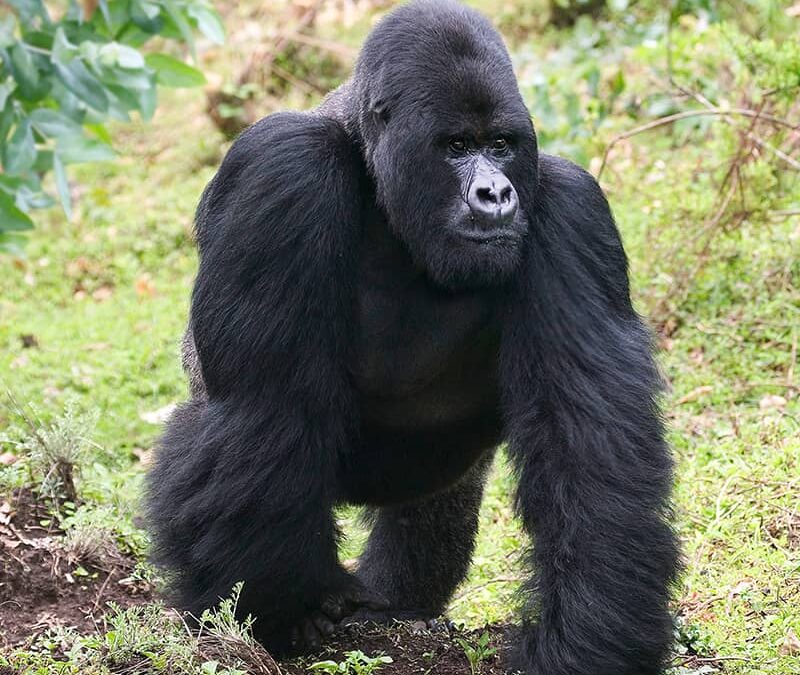 Gorilla Zusammenfassung lauernd (c) Roger Hooper