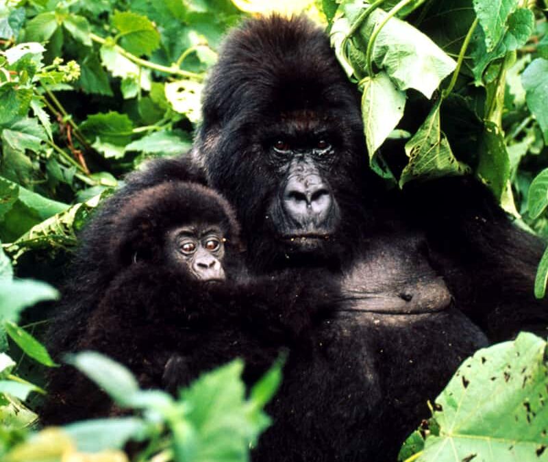 Gorilla mit Jungen (c) Timothy Geer