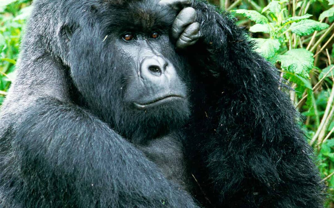 Gorilla Zusammenfassung Portrait (c) Staffan Widstrand