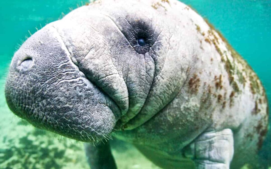 Seekuh closeup (c) Vincent Kneefel