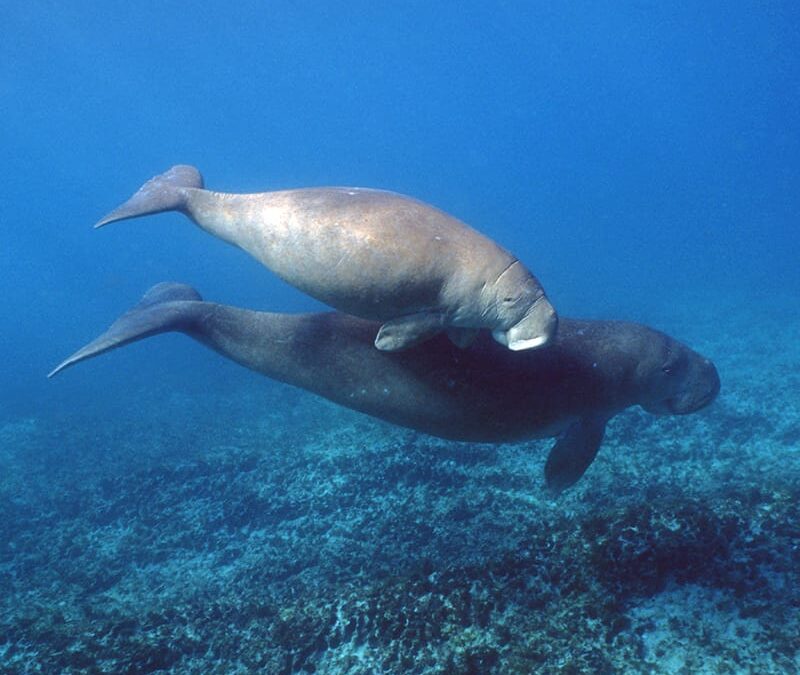 Seekuh Kalb (c) Doug Perrine / naturepl.com
