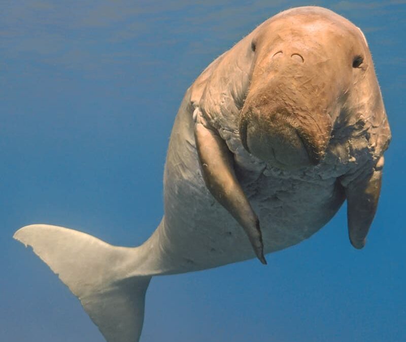 Seekuh lauernd (c) vkilikov / WWF