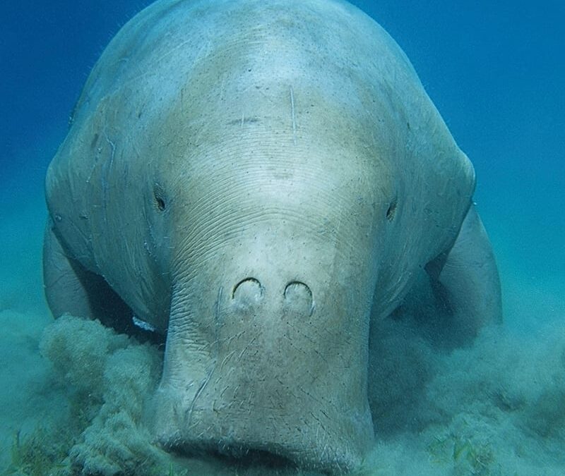 Seekuh frontal (c) Andrey Nekrasov