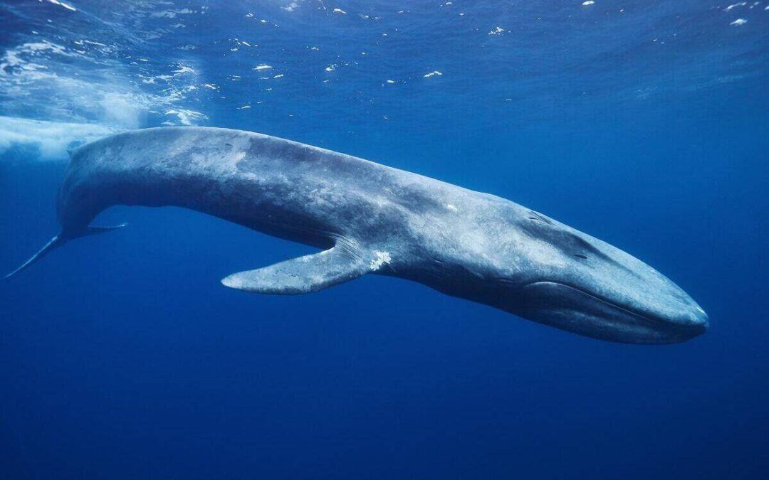 Blauwal (c) Shutterstock/Ajit S N/WWF