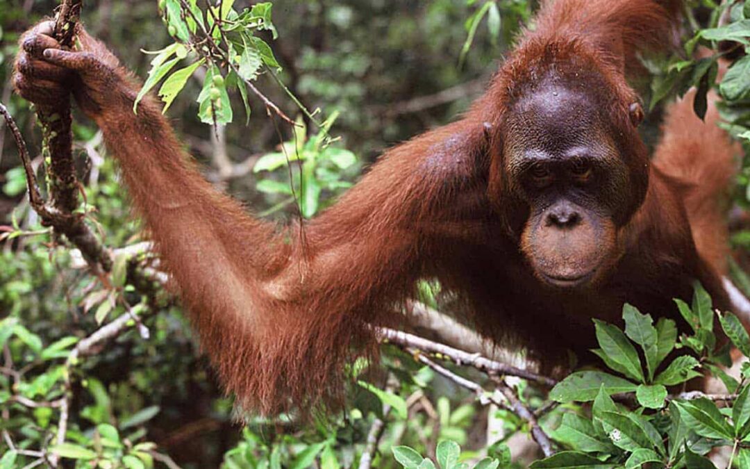 Borneo Orang-Utan