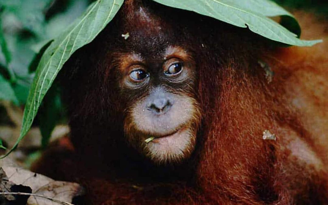 Sumatra Orang-Utan