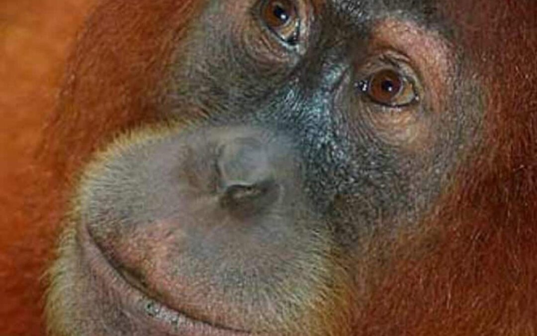 Sumatra Orang-Utan