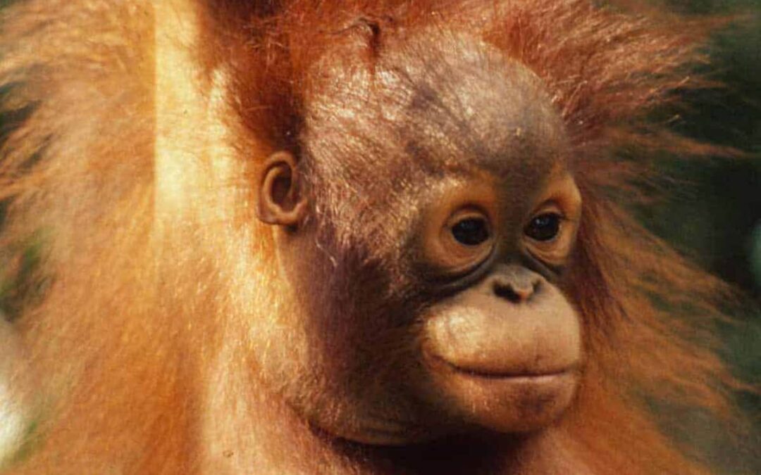 Borneo Orang-Utan