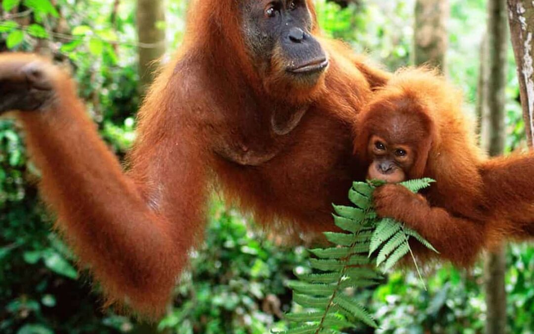 Sumatra Orang-Utan