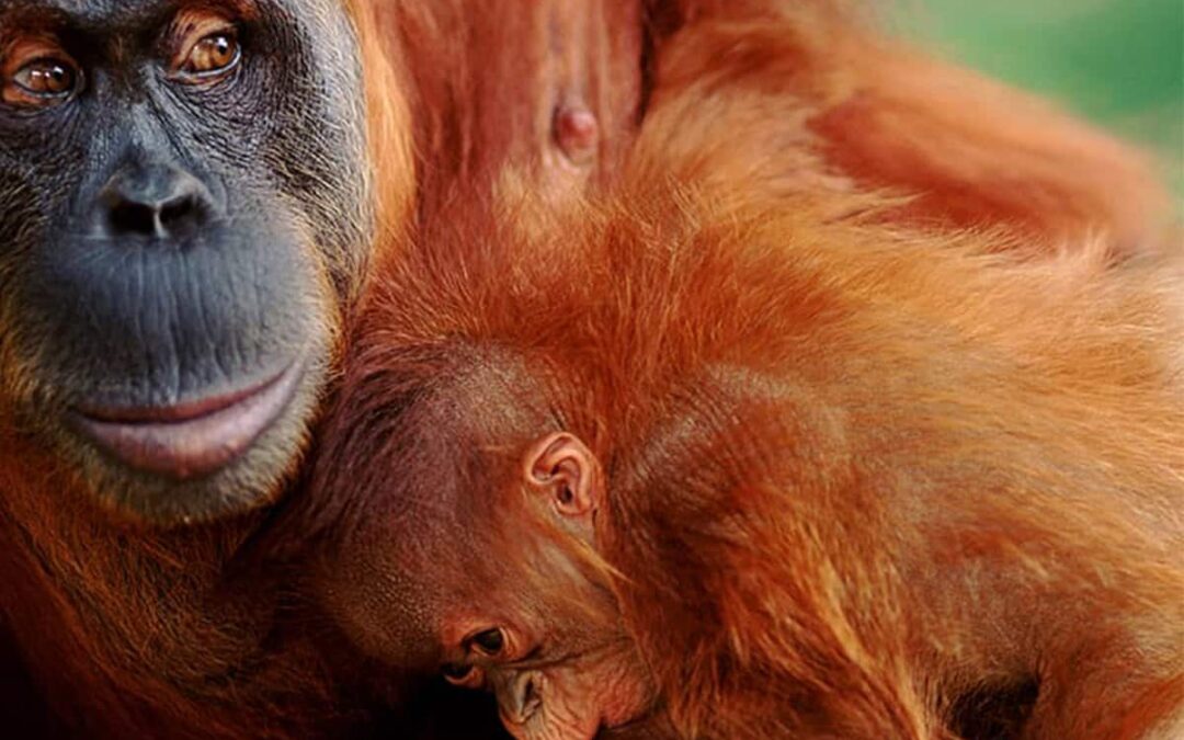 Sumatra Orang-Utan Mutter mit Junge