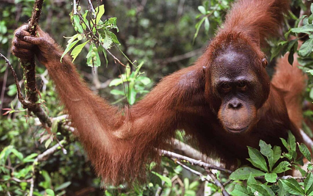 Borneo Orang Utan