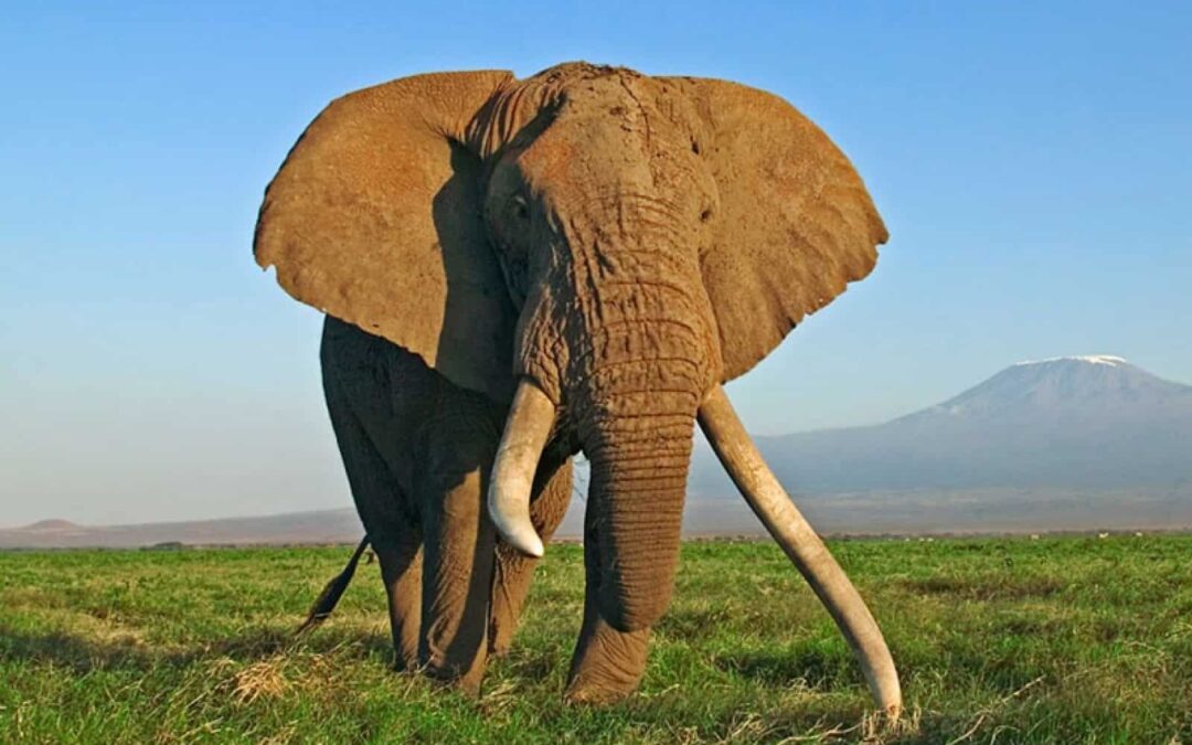 Afrikanischer Elefant vor dem Kilimandscharo