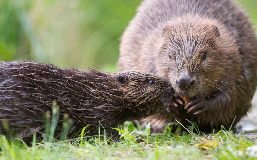 Biber mit Jungem