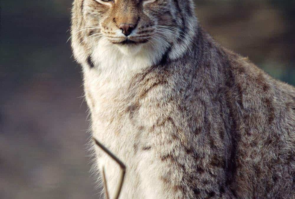 Eurasischer Luchs (Lynx lynx)