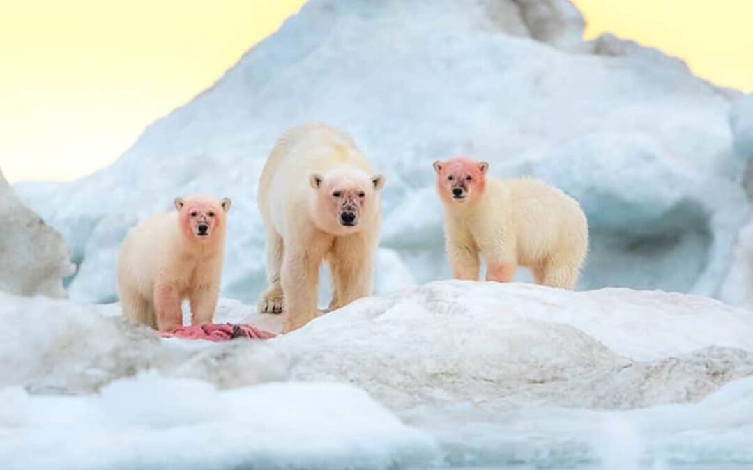 Eisbär Sonnenaufgang