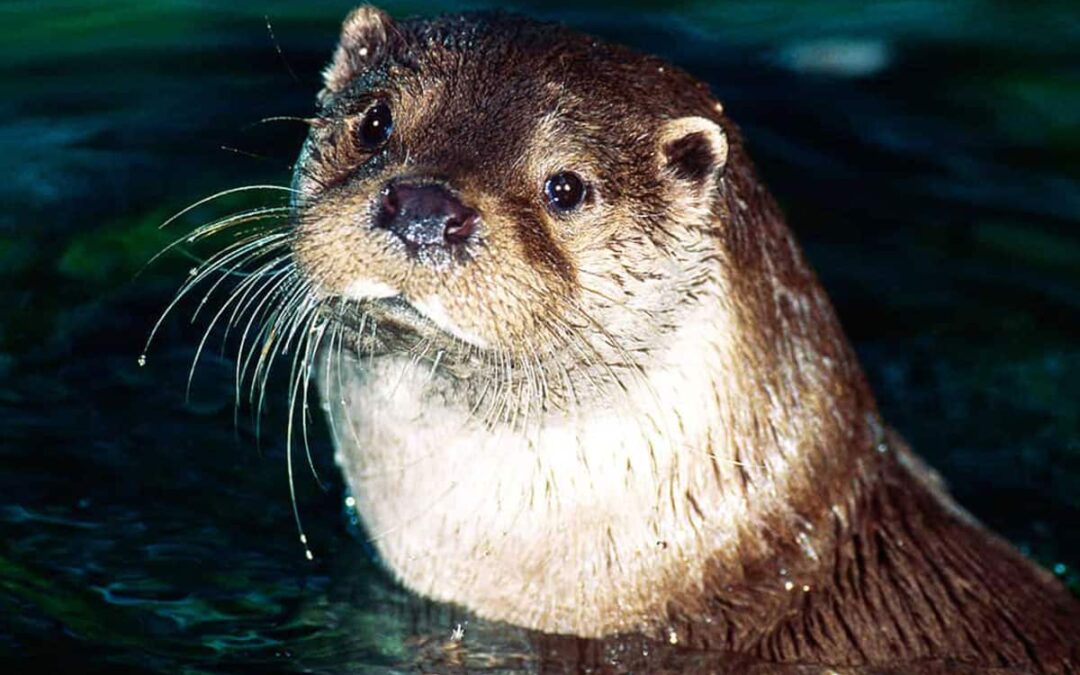 Fischotter in der Nacht