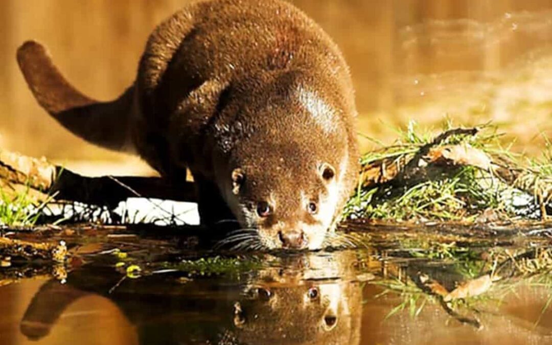 Fischotter trinkt