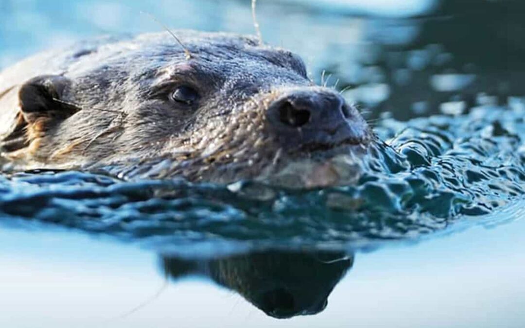 Fischotter schwimmt