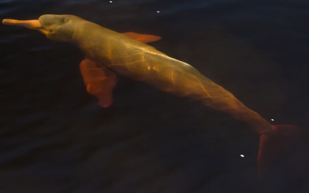 Flussdelfin