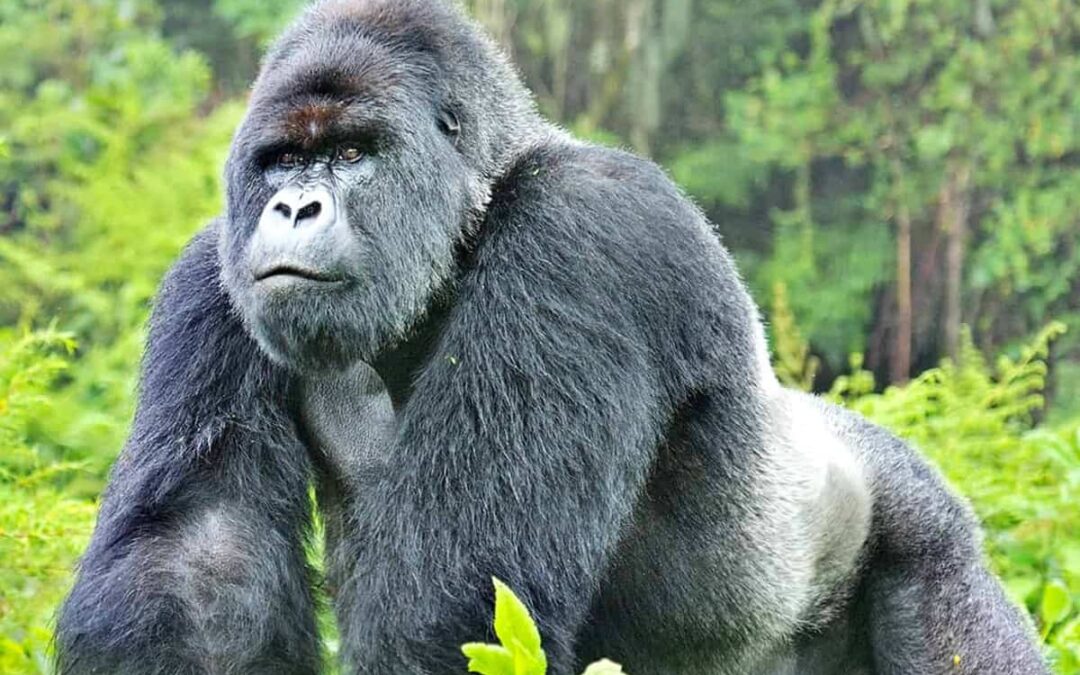 Berggorilla Silberrücken