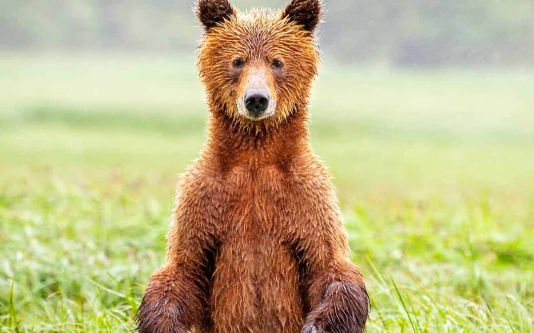 Braunbär stehend(c) Doug Kliewer