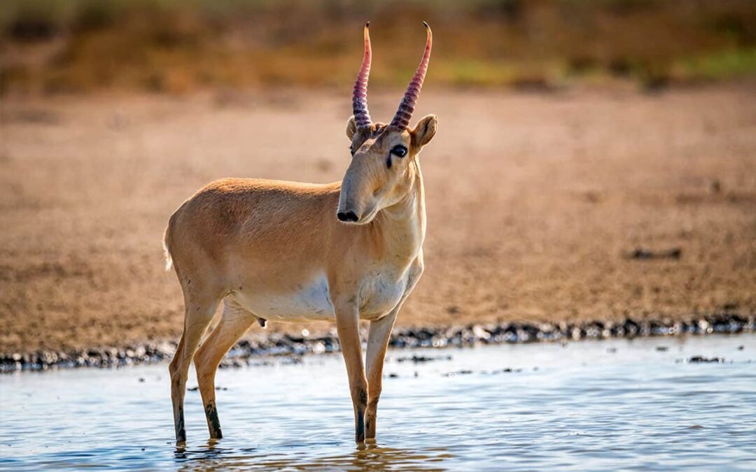 Saiga Antilope (c) Adobestock Yakov