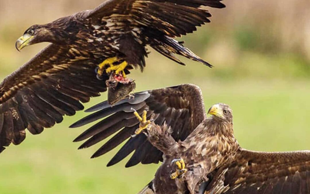 Seeadler mit Beute