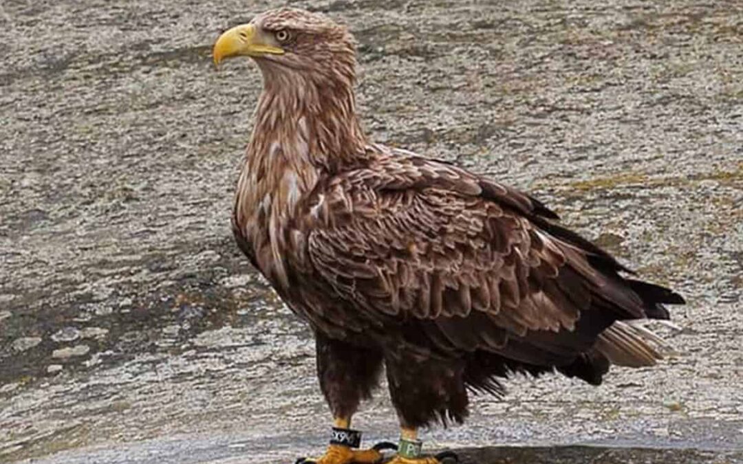 Ein Seeadler mit Kennringen