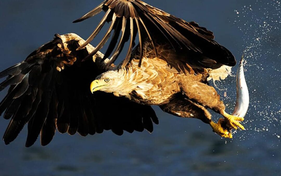 Ein Seeadler jagt