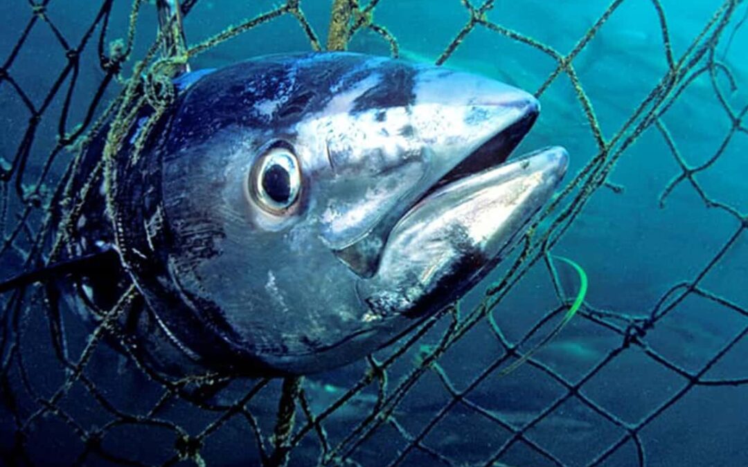 Thunfisch im Fischernetz