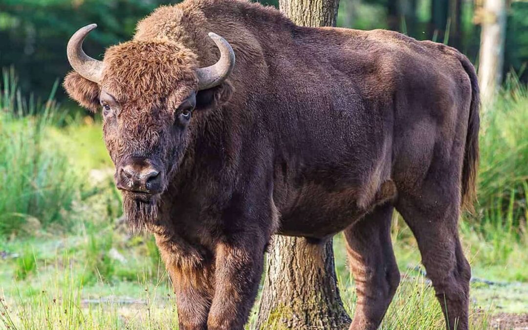 Wisent auf Wiese