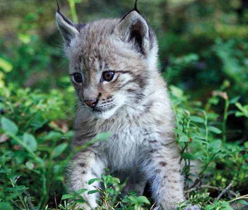 Luchs