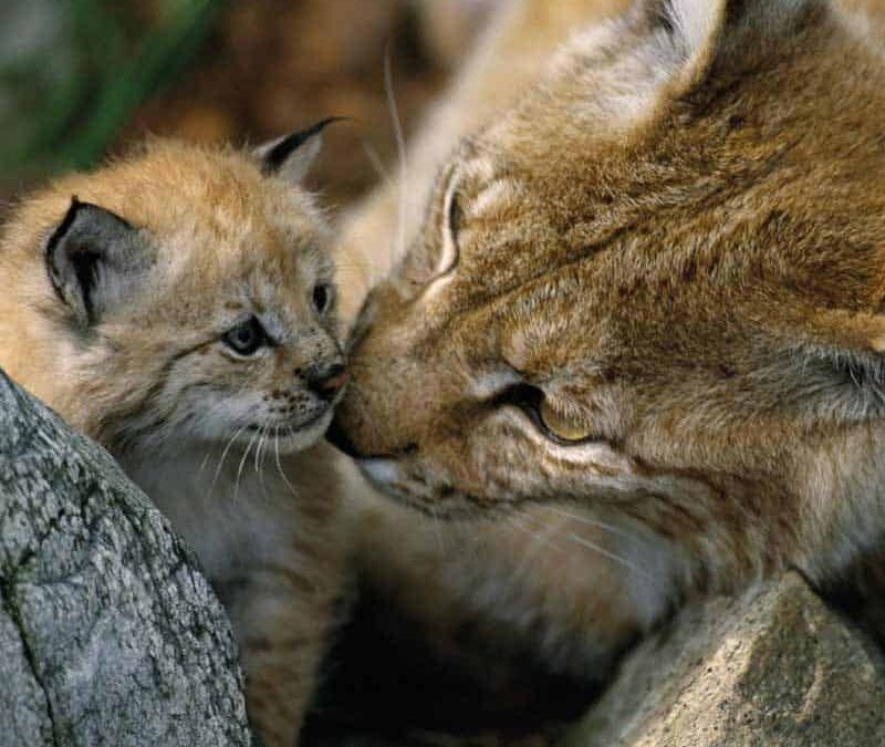 wwf-at-teaser-luchs2-q800