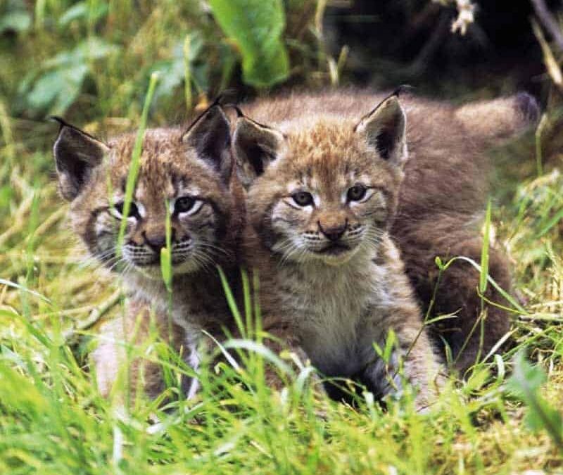 Eurasischer Luchs Jungtiere (c) David Lawson / WWF UK