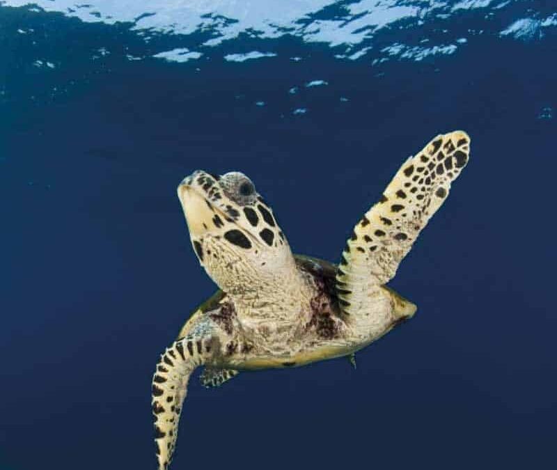 wwf-at-teaser-meere-q800