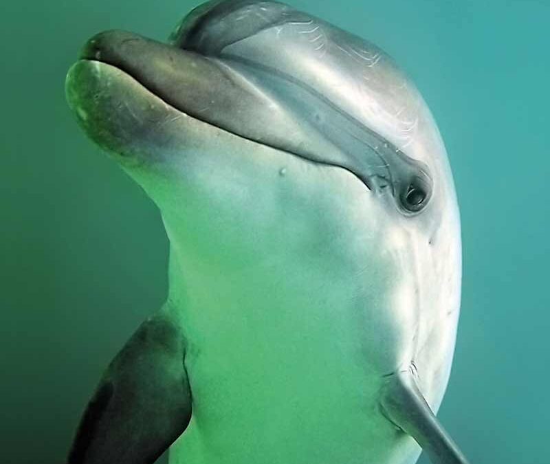 wwf-at-teaser-meere2-q800