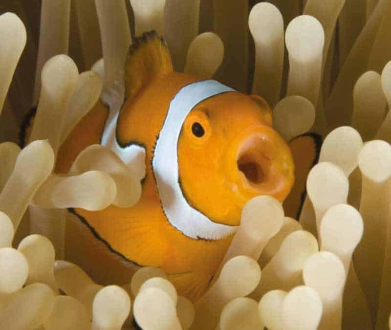 wwf-at-teaser-meere3-q800