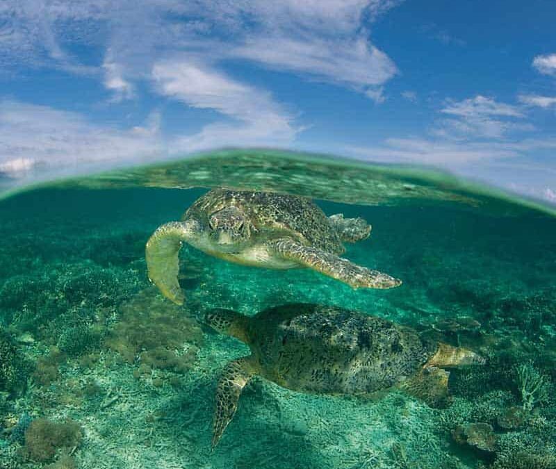 wwf-at-teaser-meeresschildkroete3-q800