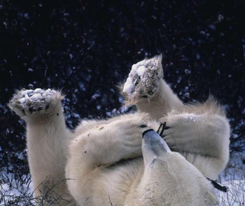 wwf-at-teaser-nachhaltiger-eisbaer2-q800