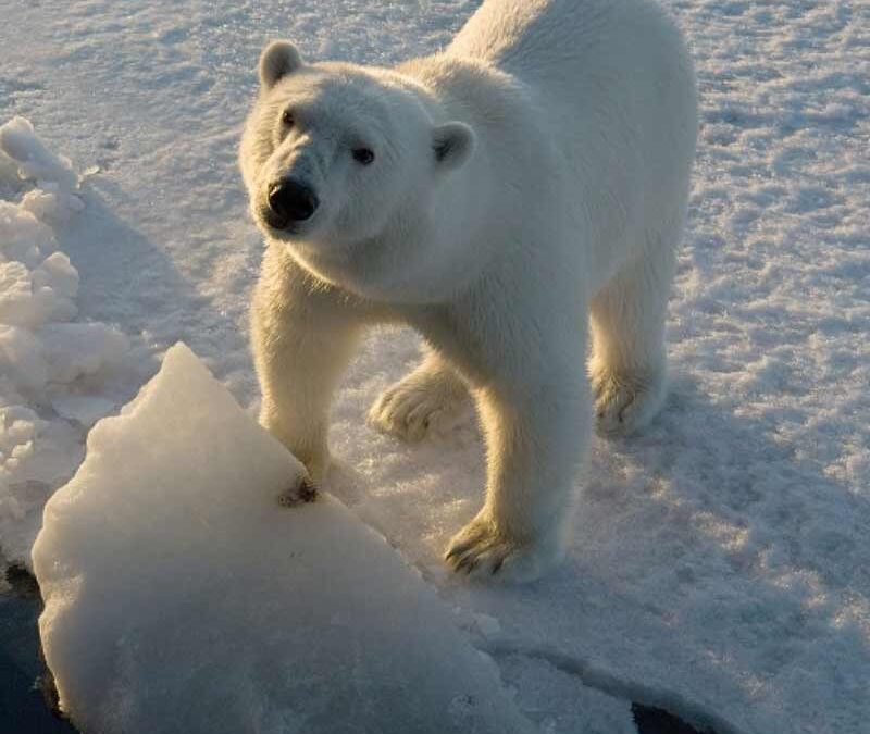 wwf-at-teaser-nachhaltiger-eisbaer3-q800