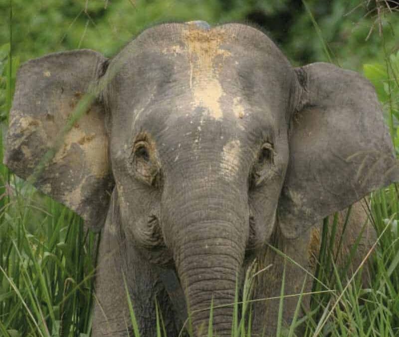 wwf-at-teaser-nachhaltiger-elefant-q800
