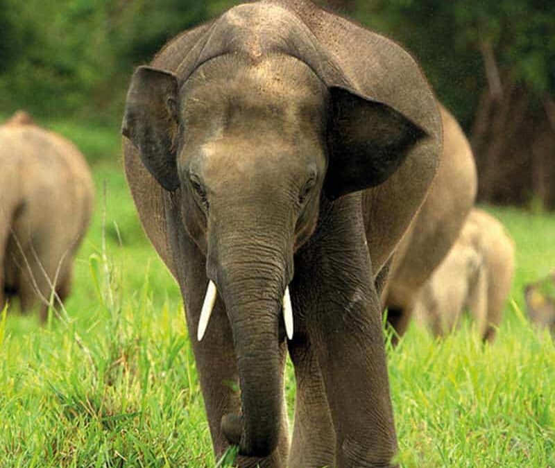 wwf-at-teaser-nachhaltiger-elefant2-q800