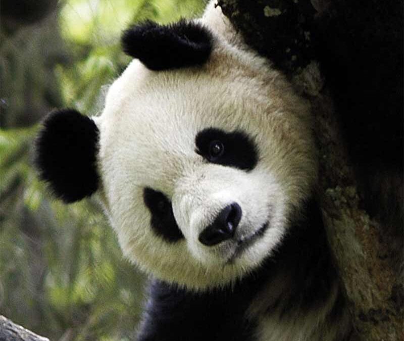 wwf-at-teaser-nachhaltiger-spende-q800-3